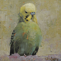 Budgie